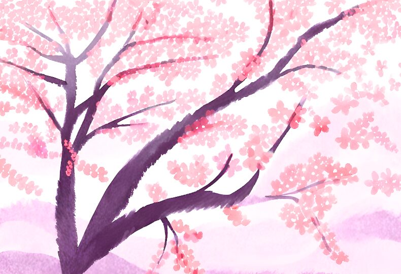 満開の桜 さくらの花